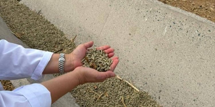 Отандық ғалымдар түйе сүтін арттыратын жусан негізіндегі жаңа жем әзірледі